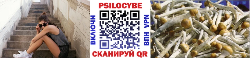 маркетплейс наркотические препараты  Верея  Псилоцибиновые грибы Psilocybine cubensis 